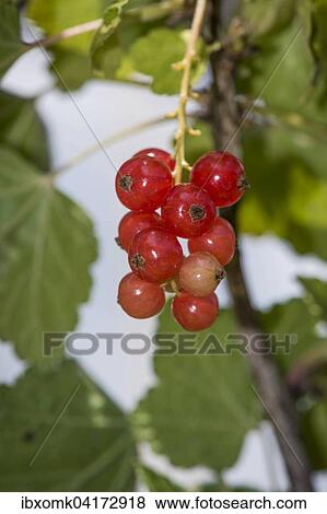 Redcurrant or red currant (Ribes rubrum), Baden-Wurttemberg, Germany, Europe View Large Photo Image Stock Photo - Redcurrant or red currant (Ribes rubrum), Baden-Wurttemberg, Germany, Europe. Fotosearch