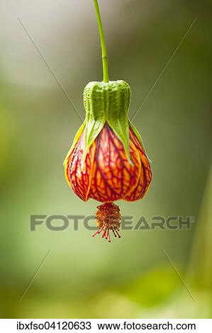 Redvein Abutilon (Abutilon pictum), red flower, Lower Saxony, Germany, Europe View Large Photo Image Stock Image - Redvein Abutilon (Abutilon pictum), red flower, Lower Saxony, Germany, Europe. Fotosearch