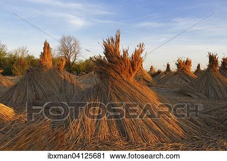 Stock Image - Reed-cone at Lake Neusiedl, Breitenbrunn, Northern Burgenland, Burgenland, Austria, Europe. Fotosearch