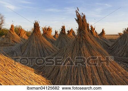 Reed-cone at Lake Neusiedl, Breitenbrunn, Northern Burgenland, Burgenland, Austria, Europe View Large Photo Image Stock Image - Reed-cone at Lake Neusiedl, Breitenbrunn, Northern Burgenland, Burgenland, Austria, Europe. Fotosearch