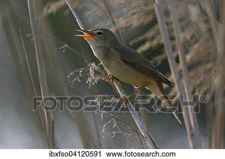 Reed Warbler (Acrocephalus scirpaceus) singing, Thuringia, Germany, Europe View Large Photo Image Stock Image - Reed Warbler (Acrocephalus scirpaceus) singing, Thuringia, Germany, Europe. Fotosearch