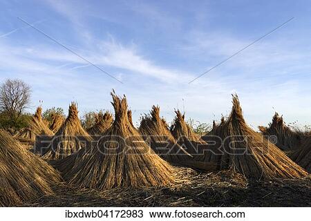 Reeds (Poales) laid out to dry, Seestrasse, Breitenbrunn am Neusiedler See, Burgenland, Austria, Europe View Large Photo Image Stock Image - Reeds (Poales) laid out to dry, Seestrasse, Breitenbrunn am Neusiedler See, Burgenland, Austria, Europe. Fotosearch