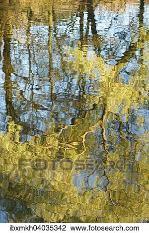 Reflection of willow (Salix sp. ) in river, Jena, Germany, Europe View Large Photo Image Stock Image - Reflection of willow (Salix sp. ) in river, Jena, Germany, Europe. Fotosearch