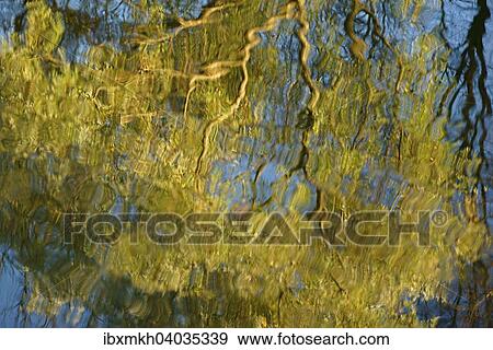 Reflection of willow (Salix sp. ) in river, Jena, Germany, Europe View Large Photo Image Stock Photo - Reflection of willow (Salix sp. ) in river, Jena, Germany, Europe. Fotosearch
