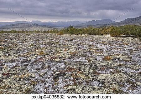 Reindeer Lichen (Cladonia rangiferina), fjell landscape in autumn, Rondane National Park, Norway, Europe View Large Photo Image Stock Image - Reindeer Lichen (Cladonia rangiferina), fjell landscape in autumn, Rondane National Park, Norway, Europe. Fotosearch