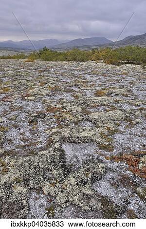 Reindeer Lichen (Cladonia rangiferina), fjell landscape in autumn, Rondane National Park, Norway, Europe View Large Photo Image Stock Image - Reindeer Lichen (Cladonia rangiferina), fjell landscape in autumn, Rondane National Park, Norway, Europe. Fotosearch