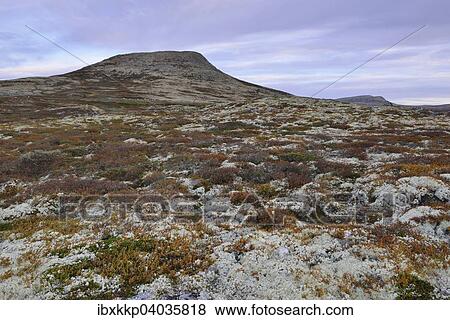 Reindeer Lichen (Cladonia rangiferina), fjell landscape in autumn, Ringebufjellet, Norway, Europe View Large Photo Image Stock Photo - Reindeer Lichen (Cladonia rangiferina), fjell landscape in autumn, Ringebufjellet, Norway, Europe. Fotosearch