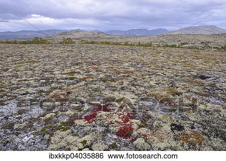 Stock Photograph - Reindeer Lichen (Cladonia rangiferina), fjell landscape in autumn, Rondane National Park, Norway, Europe. Fotosearch