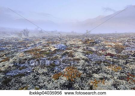 Reindeer Lichen (Cladonia rangiferina), fjell landscape with autumn fog, Rondane National Park, Norway, Europe View Large Photo Image Stock Photograph - Reindeer Lichen (Cladonia rangiferina), fjell landscape with autumn fog, Rondane National Park, Norway, Europe. Fotosearch