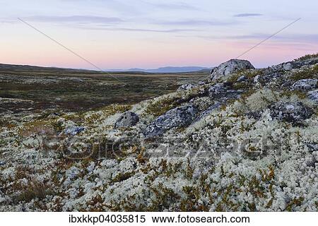 Reindeer Lichen (Cladonia rangiferina), fjell landscape in autumn, Ringebufjellet, Norway, Europe View Large Photo Image Stock Photography - Reindeer Lichen (Cladonia rangiferina), fjell landscape in autumn, Ringebufjellet, Norway, Europe. Fotosearch