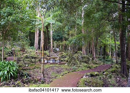 Reserva Florestal de Recreio da Mata da Serreta Serreta, park, Terceira, Azores, Portugal, Europe View Large Photo Image Stock Photo - Reserva Florestal de Recreio da Mata da Serreta Serreta, park, Terceira, Azores, Portugal, Europe. Fotosearch
