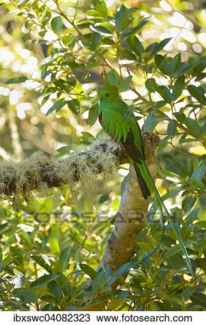 Stock Image - Resplendent Quetzal (Pharomachrus mocinno) perched on a branch, Los Quetzales National Park, San Jose Province, Costa Rica, North America. Fotosearch