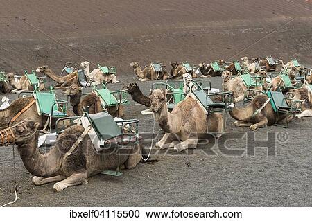 Resting riding camels, camel riding, Lanzarote, Canary Islands, Spain, Europe View Large Photo Image Stock Image - Resting riding camels, camel riding, Lanzarote, Canary Islands, Spain, Europe. Fotosearch