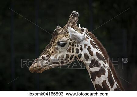 Reticulated giraffe (Giraffa camelopardalis reticulata), portrait, captive View Large Photo Image Stock Image - Reticulated giraffe (Giraffa camelopardalis reticulata), portrait, captive. Fotosearch