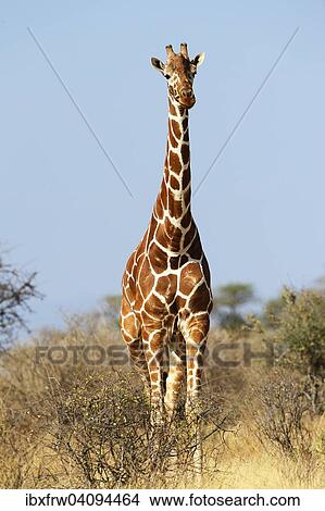 Reticulated giraffe, Somali Giraffe (Giraffa camelopardalis reticulata) in bush savannah, bull with three humps, Samburu National Reserve, Kenya, Africa View Large Photo Image Picture - Reticulated giraffe, Somali Giraffe (Giraffa camelopardalis reticulata) in bush savannah, bull with three humps, Samburu National Reserve, Kenya, Africa. Fotosearch