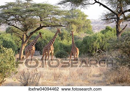 Reticulated Giraffe, Somali Giraffe (Giraffa camelopardalis reticulata), bull standing in a dry river bed under acacia trees, Samburu National Reserve, Kenya, Africa View Large Photo Image Stock Image - Reticulated Giraffe, Somali Giraffe (Giraffa camelopardalis reticulata), bull standing in a dry river bed under acacia trees, Samburu National Reserve, Kenya, Africa. Fotosearch