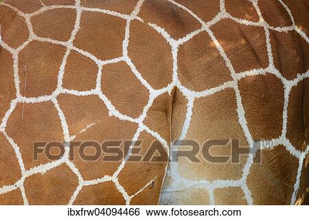 Reticulated giraffe, Somali Giraffe (Giraffa camelopardalis reticulata), close-up, coat pattern, Samburu National Reserve, Kenya, Africa View Large Photo Image Stock Photograph - Reticulated giraffe, Somali Giraffe (Giraffa camelopardalis reticulata), close-up, coat pattern, Samburu National Reserve, Kenya, Africa. Fotosearch