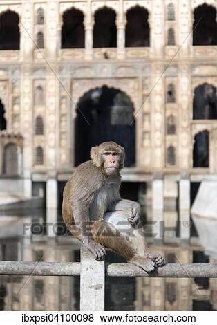 Rhesus Macaque (Macaca mulatta) at Monkey Temple, Galtaji, Jaipur, Rajasthan, India, Asia View Large Photo Image Stock Photo - Rhesus Macaque (Macaca mulatta) at Monkey Temple, Galtaji, Jaipur, Rajasthan, India, Asia. Fotosearch