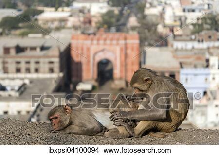 Rhesus Macaques (Macaca mulatta), near Galta Gate, Jaipur, Rajasthan, India, Asia View Large Photo Image Picture - Rhesus Macaques (Macaca mulatta), near Galta Gate, Jaipur, Rajasthan, India, Asia. Fotosearch
