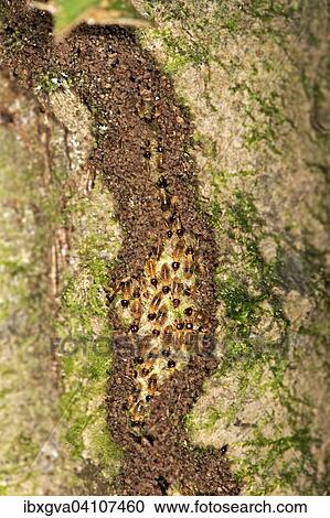 Rhinotermitidae termites (Rhinotermitidae), Tambopata Nature Reserve, Madre de Dios Region, Peru, South America View Large Photo Image Stock Image - Rhinotermitidae termites (Rhinotermitidae), Tambopata Nature Reserve, Madre de Dios Region, Peru, South America. Fotosearch