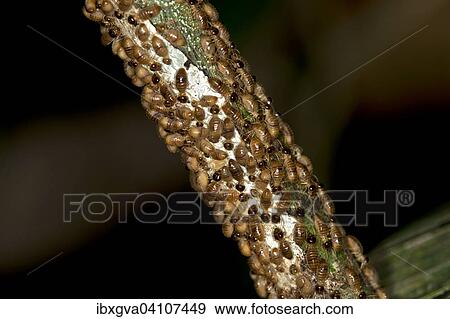 Rhinotermitidae termites (Rhinotermitidae), Tambopata Nature Reserve, Madre de Dios Region, Peru, South America View Large Photo Image Stock Photo - Rhinotermitidae termites (Rhinotermitidae), Tambopata Nature Reserve, Madre de Dios Region, Peru, South America. Fotosearch