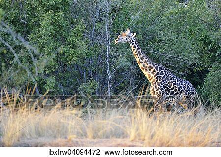 Rhodesian giraffe (Giraffa camelopardalis thornicrofti), bull in the evening light, South Luangwa National Park, Zambia, Africa View Large Photo Image Stock Image - Rhodesian giraffe (Giraffa camelopardalis thornicrofti), bull in the evening light, South Luangwa National Park, Zambia, Africa. Fotosearch