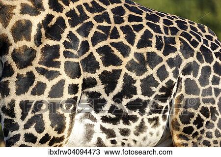 Stock Image - Rhodesian giraffe (Giraffa camelopardalis thornicrofti), coat pattern, South Luangwa National Park, Zambia, Africa. Fotosearch