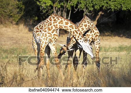Picture - Rhodesian giraffes (Giraffa camelopardalis thornicrofti), bulls playfighting, South Luangwa National Park, Zambia, Africa. Fotosearch