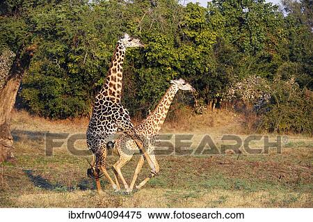 Rhodesian giraffes (Giraffa camelopardalis thornicrofti), mating, South Luangwa National Park, Zambia, Africa View Large Photo Image Stock Photography - Rhodesian giraffes (Giraffa camelopardalis thornicrofti), mating, South Luangwa National Park, Zambia, Africa. Fotosearch
