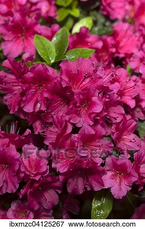 Rhododendron flowers (Rhododendron sp. ), Bavaria, Germany, Europe View Large Photo Image Stock Photo - Rhododendron flowers (Rhododendron sp. ), Bavaria, Germany, Europe. Fotosearch