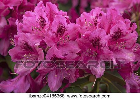 Rhododendron flowers (Rhododendron sp. ), Bavaria, Germany, Europe View Large Photo Image Stock Photo - Rhododendron flowers (Rhododendron sp. ), Bavaria, Germany, Europe. Fotosearch