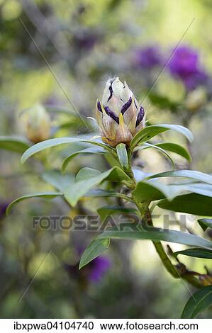Stock Image - Rhododendron Rhododendron), closed, Devon, United Kingdom, Europe. Fotosearch
