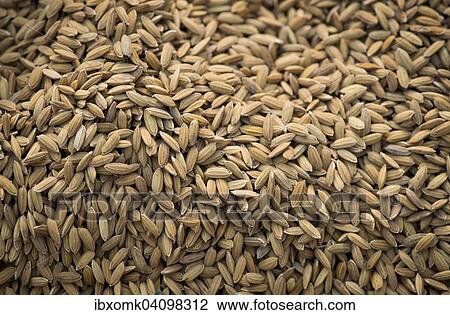 Rice grains, Pokkali rice, Kerala, India, Asia View Large Photo Image Stock Image - Rice grains, Pokkali rice, Kerala, India, Asia. Fotosearch