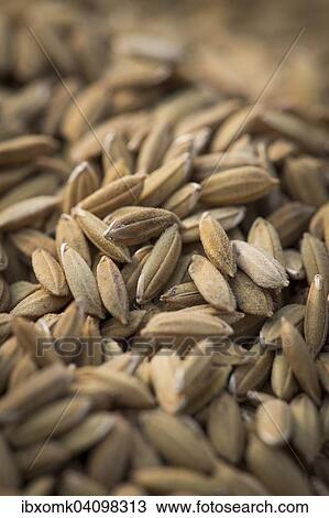 Rice grains, Pokkali rice, Kerala, India, Asia View Large Photo Image Stock Image - Rice grains, Pokkali rice, Kerala, India, Asia. Fotosearch