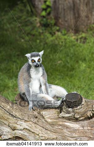Ring-tailed Lemur (Lemur catta) sitting on tree trunk, captive View Large Photo Image Stock Image - Ring-tailed Lemur (Lemur catta) sitting on tree trunk, captive. Fotosearch