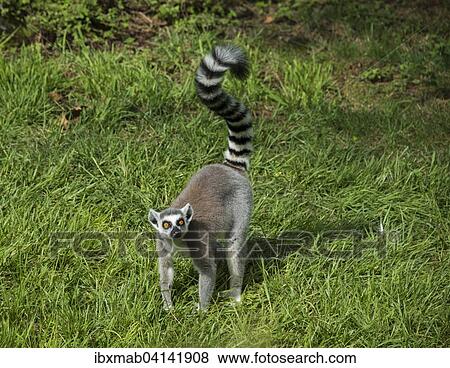 Ring-tailed Lemur (Lemur catta) standing in the grass, captive View Large Photo Image Stock Photo - Ring-tailed Lemur (Lemur catta) standing in the grass, captive. Fotosearch