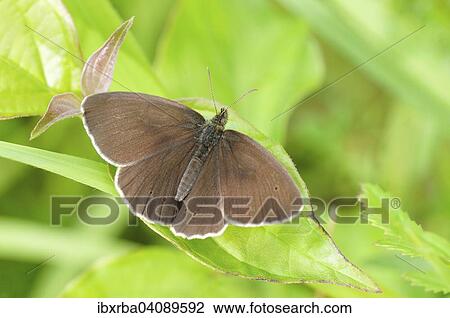 Ringlet (Aphantopus hyperantus), North Rhine-Westphalia, Germany, Europe View Large Photo Image Stock Image - Ringlet (Aphantopus hyperantus), North Rhine-Westphalia, Germany, Europe. Fotosearch