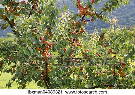 Ripe apricots on an Apricot tree (Prunus armeniaca), Spitz an der Donau, Wachau, Waldviertel, Lower Austria, Austria, Europe View Large Photo Image Stock Image - Ripe apricots on an Apricot tree (Prunus armeniaca), Spitz an der Donau, Wachau, Waldviertel, Lower Austria, Austria, Europe. Fotosearch