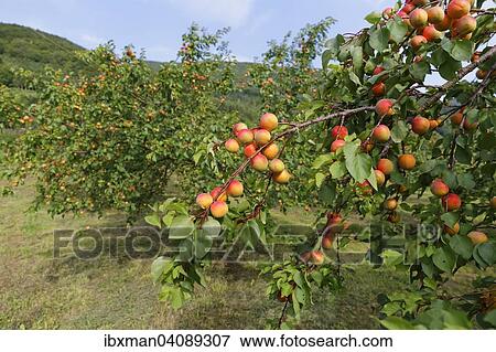 Stock Photo - Ripe apricots on an Apricot tree (Prunus armeniaca), Spitz an der Donau, Wachau, Waldviertel, Lower Austria, Austria, Europe. Fotosearch