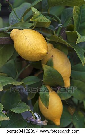 Ripe Lemons (Citrus x limon) on the tree View Large Photo Image Stock Photo - Ripe Lemons (Citrus x limon) on the tree. Fotosearch