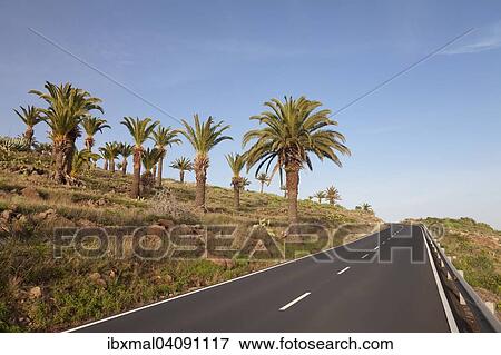 Road at a palm grove, near Alajero, La Gomera, Canary Islands, Spain, Europe View Large Photo Image Stock Photo - Road at a palm grove, near Alajero, La Gomera, Canary Islands, Spain, Europe. Fotosearch