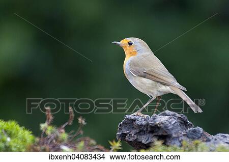 Robin (Erithacus rubecula), Emsland, Lower Saxony, Germany, Europe View Large Photo Image Picture - Robin (Erithacus rubecula), Emsland, Lower Saxony, Germany, Europe. Fotosearch
