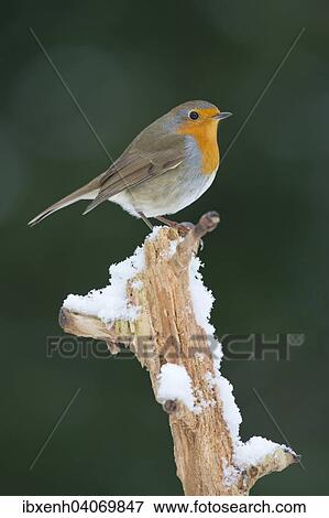 Robin (Erithacus rubecula), Emsland, Lower Saxony, Germany, Europe View Large Photo Image Stock Photo - Robin (Erithacus rubecula), Emsland, Lower Saxony, Germany, Europe. Fotosearch