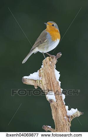 Robin (Erithacus rubecula), Emsland, Lower Saxony, Germany, Europe View Large Photo Image Stock Photo - Robin (Erithacus rubecula), Emsland, Lower Saxony, Germany, Europe. Fotosearch