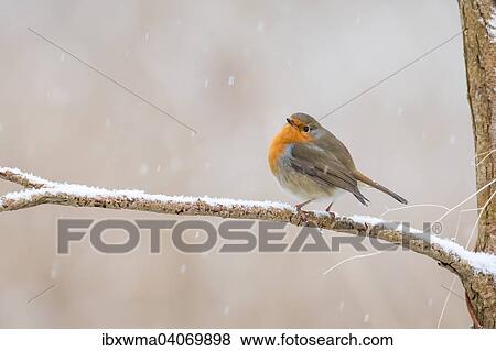 Robin (Erithacus rubecula) perched on tree branch with snow flurries, Hesse, Germany, Europe View Large Photo Image Stock Photo - Robin (Erithacus rubecula) perched on tree branch with snow flurries, Hesse, Germany, Europe. Fotosearch