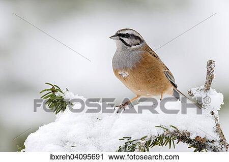 Rock Bunting (Emberiza cia), Tyrol, Austria, Europe View Large Photo Image Stock Image - Rock Bunting (Emberiza cia), Tyrol, Austria, Europe. Fotosearch