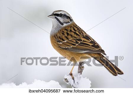 Stock Photo - Rock Bunting (Emberiza cia), Tyrol, Austria, Europe. Fotosearch