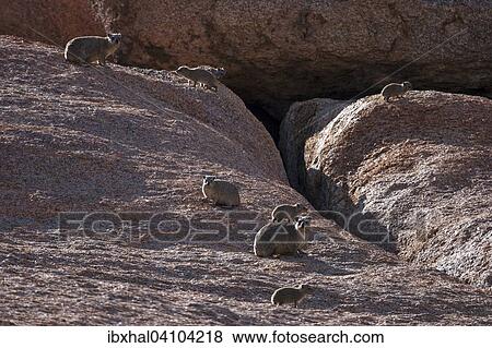 Rock hyrax (Procavia capensis), Spitzkoppe, Namibia, Africa View Large Photo Image Stock Photo - Rock hyrax (Procavia capensis), Spitzkoppe, Namibia, Africa. Fotosearch