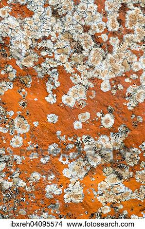 Rock lichens, Tyrol, Austria, Europe View Large Photo Image Picture - Rock lichens, Tyrol, Austria, Europe. Fotosearch