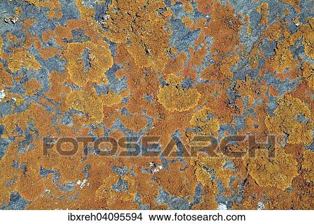 Rock lichens, Tyrol, Austria, Europe View Large Photo Image Picture - Rock lichens, Tyrol, Austria, Europe. Fotosearch
